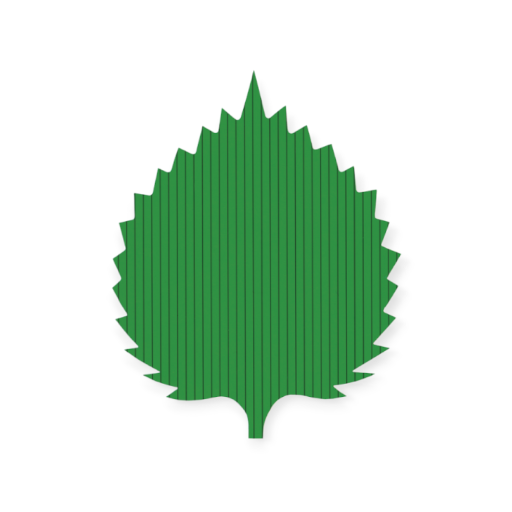 大葉バラン　大（500枚入）